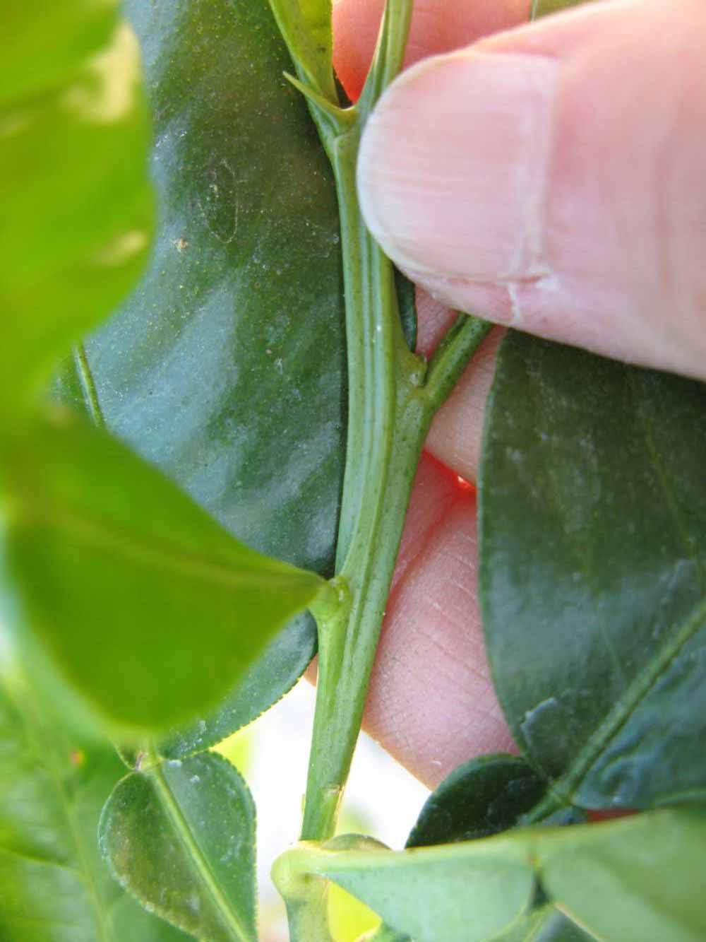              First year twig (Winter Haven, FL)       